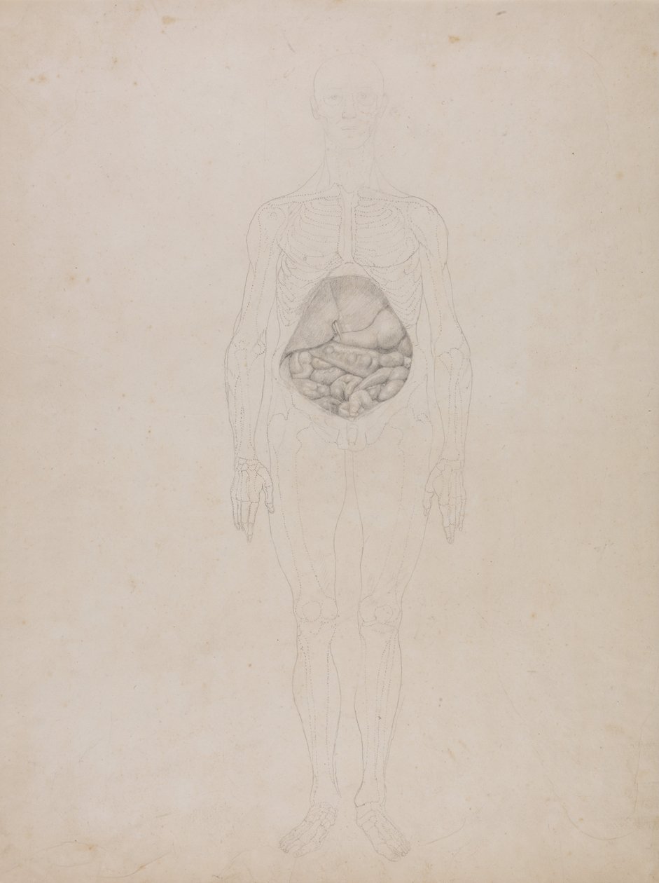 Een vergelijkende anatomische expositie van de structuur van het menselijk lichaam met die van een tijger en een koe door George Stubbs