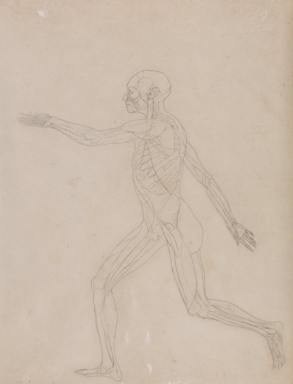 Een vergelijkende anatomische expositie van de structuur van het menselijk lichaam met die van een tijger en een koe door George Stubbs