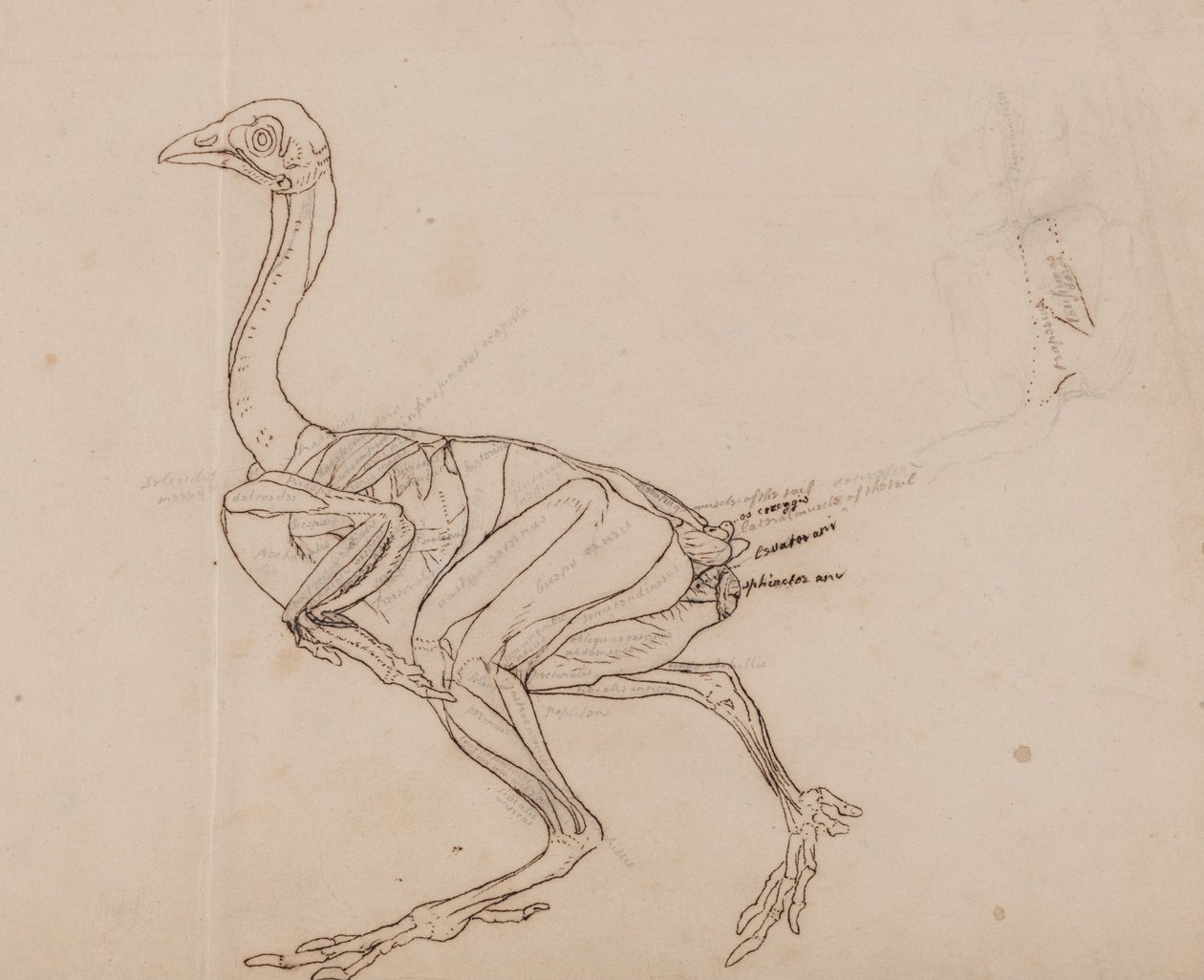Vergelijkende anatomische expositie van de structuur van het menselijk lichaam met die van een tijger en een koe door George Stubbs