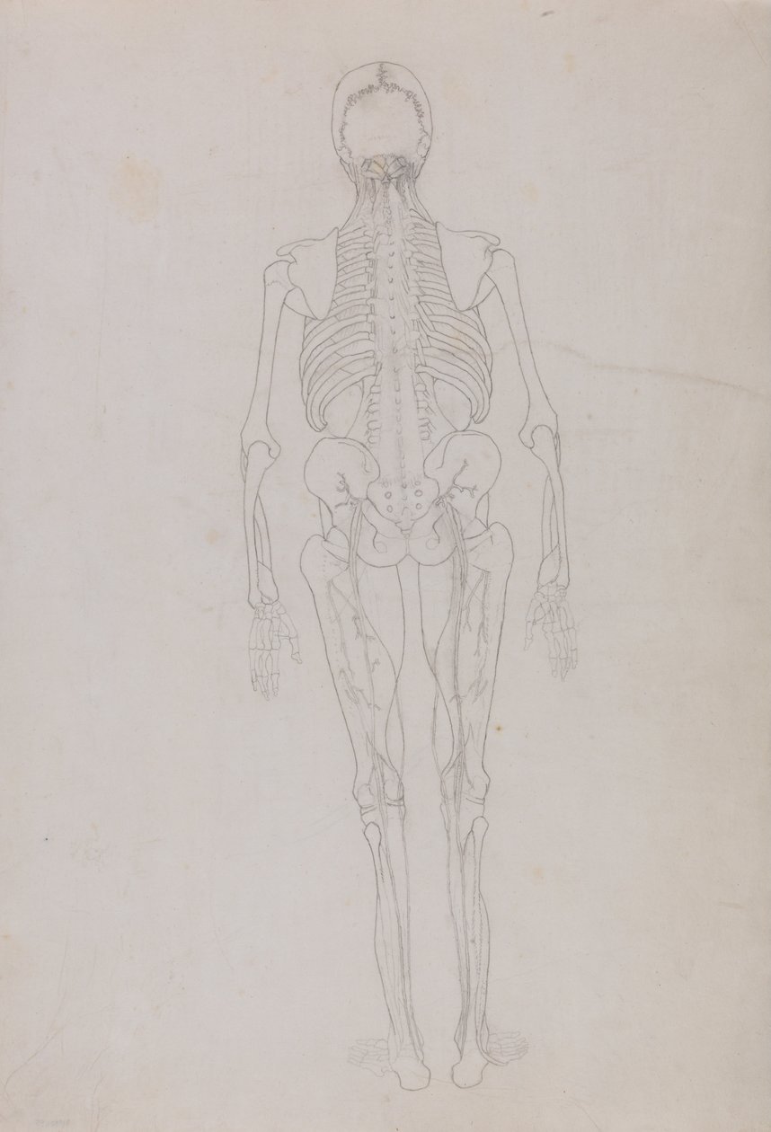 Vergelijkende anatomische expositie van de structuur van het menselijk lichaam met die van een tijger en een koe door George Stubbs