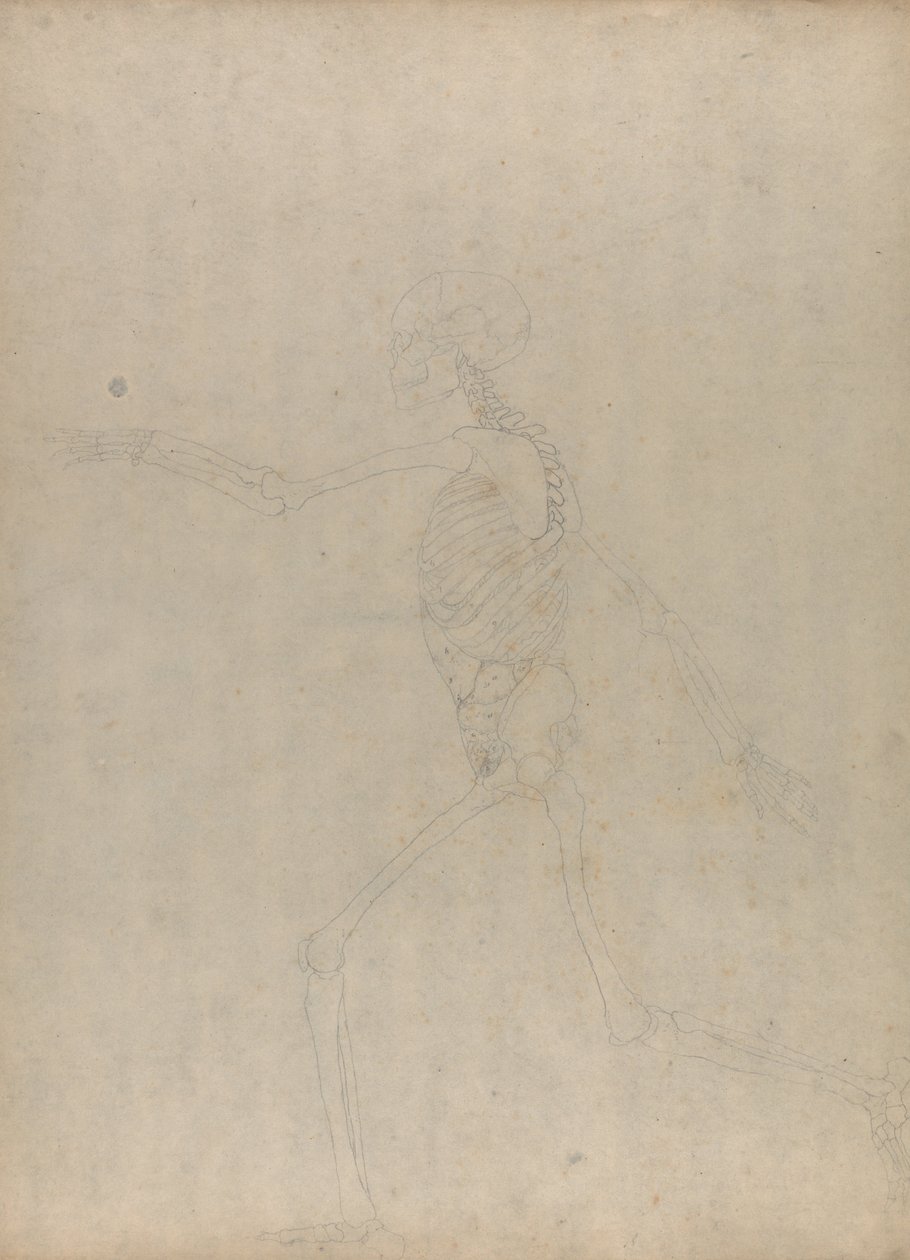 Vergelijkende Anatomische Expositie van de Structuur van het Menselijk Lichaam met die van een Tijger en een Koe door George Stubbs