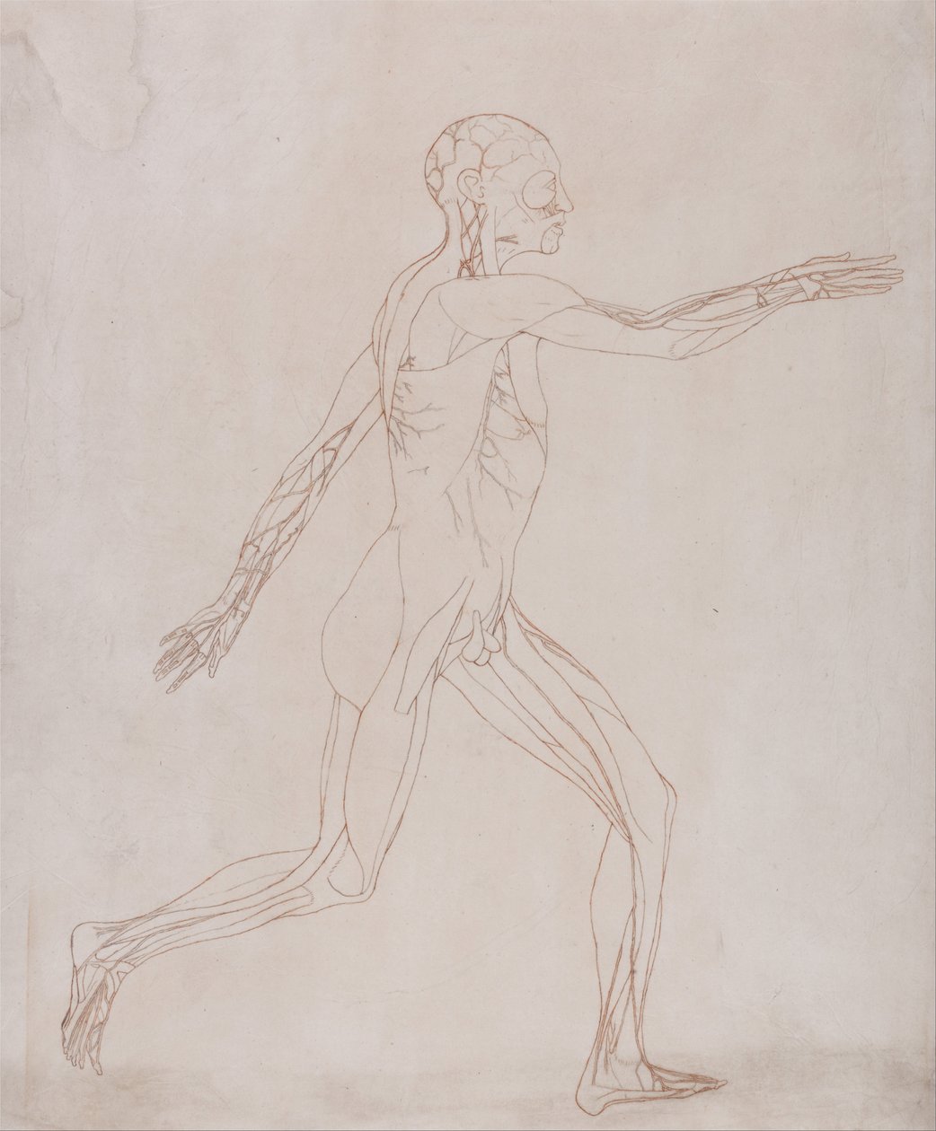 Een vergelijkende anatomische expositie van de structuur van het menselijk lichaam met die van een tijger en een koe... door George Stubbs