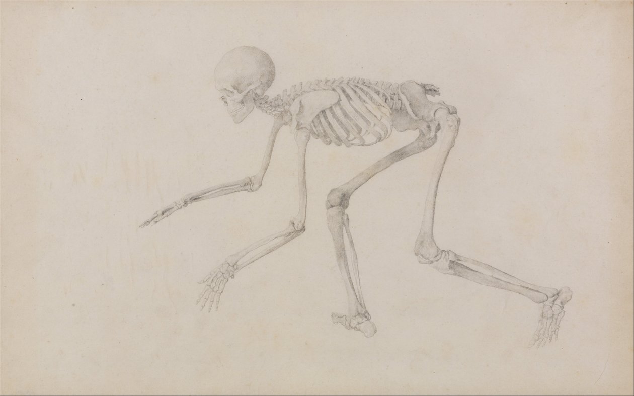 Vergelijkende anatomische expositie van de structuur van het menselijk lichaam met die van een tijger en een koe door George Stubbs
