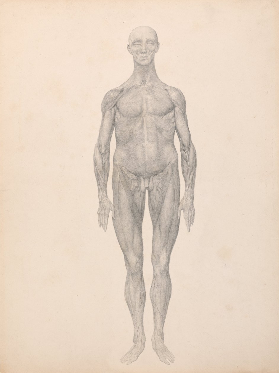 Een Vergelijkende Anatomische Expositie van de Structuur van het Menselijk Lichaam met die van een Tijger en een Koe door George Stubbs