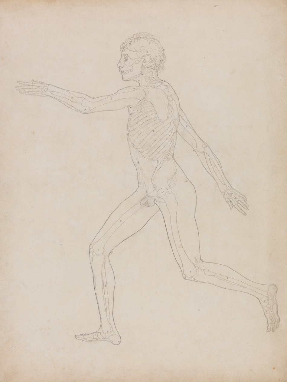 Een Vergelijkende Anatomische Expositie van de Structuur van het Menselijk Lichaam met die van een Tijger en een Koe door George Stubbs