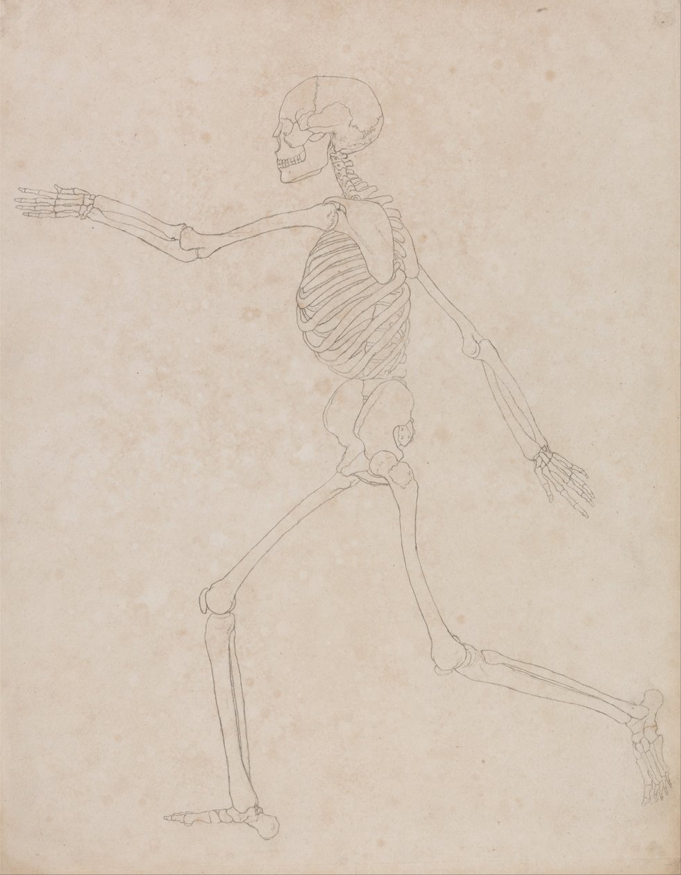 Een Vergelijkende Anatomische Expositie van de Structuur van het Menselijk Lichaam met die van een Tijger en een Koe door George Stubbs