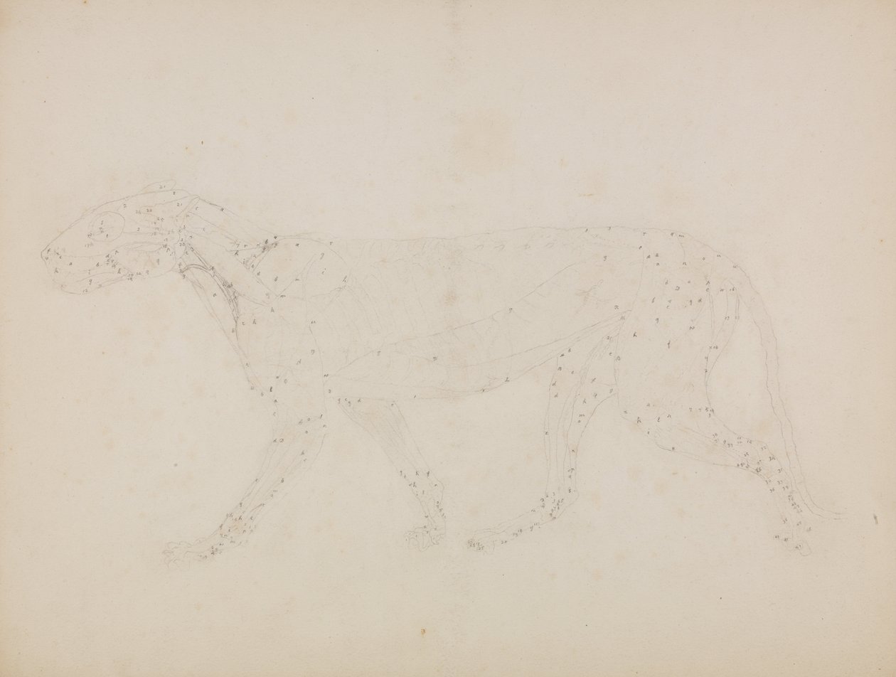 Vergelijkende anatomische expositie van de structuur van het menselijk lichaam met die van een tijger en een koe door George Stubbs