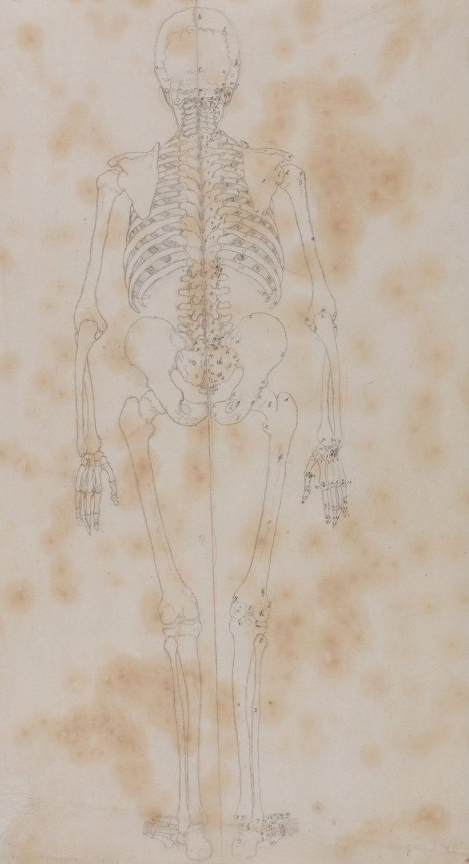 Vergelijkende anatomische expositie van de structuur van het menselijk lichaam met die van een tijger en een koe door George Stubbs