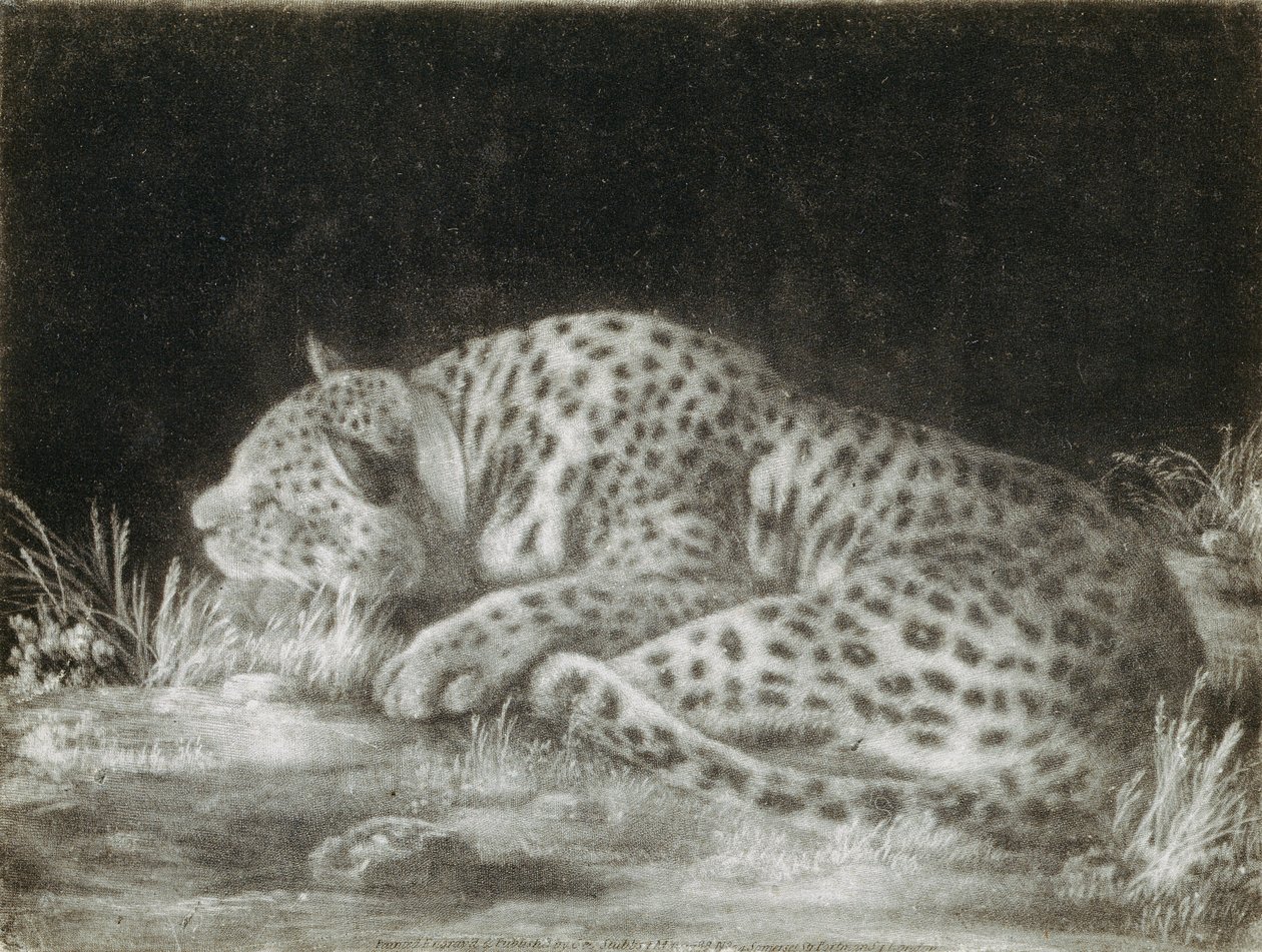 Een tijger (een slapende cheetah) door George Stubbs