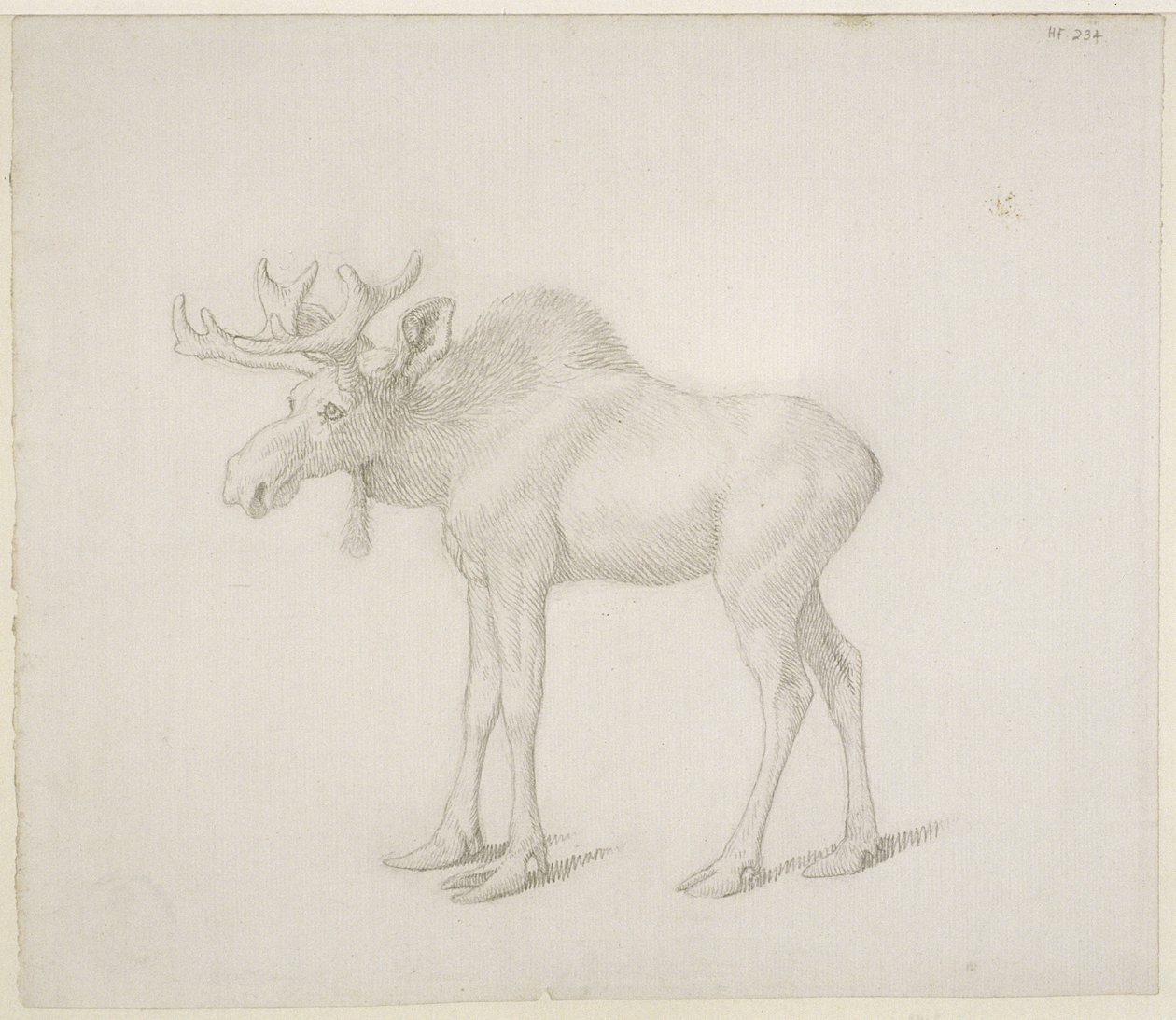 Tekening van de tweede stier van de hertog van Richmond door George Stubbs