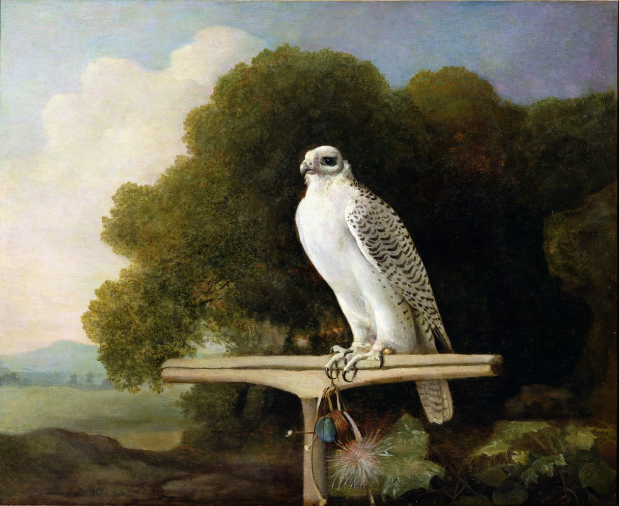 Groenlandse Valk (Grijze Valk), 1780 door George Stubbs