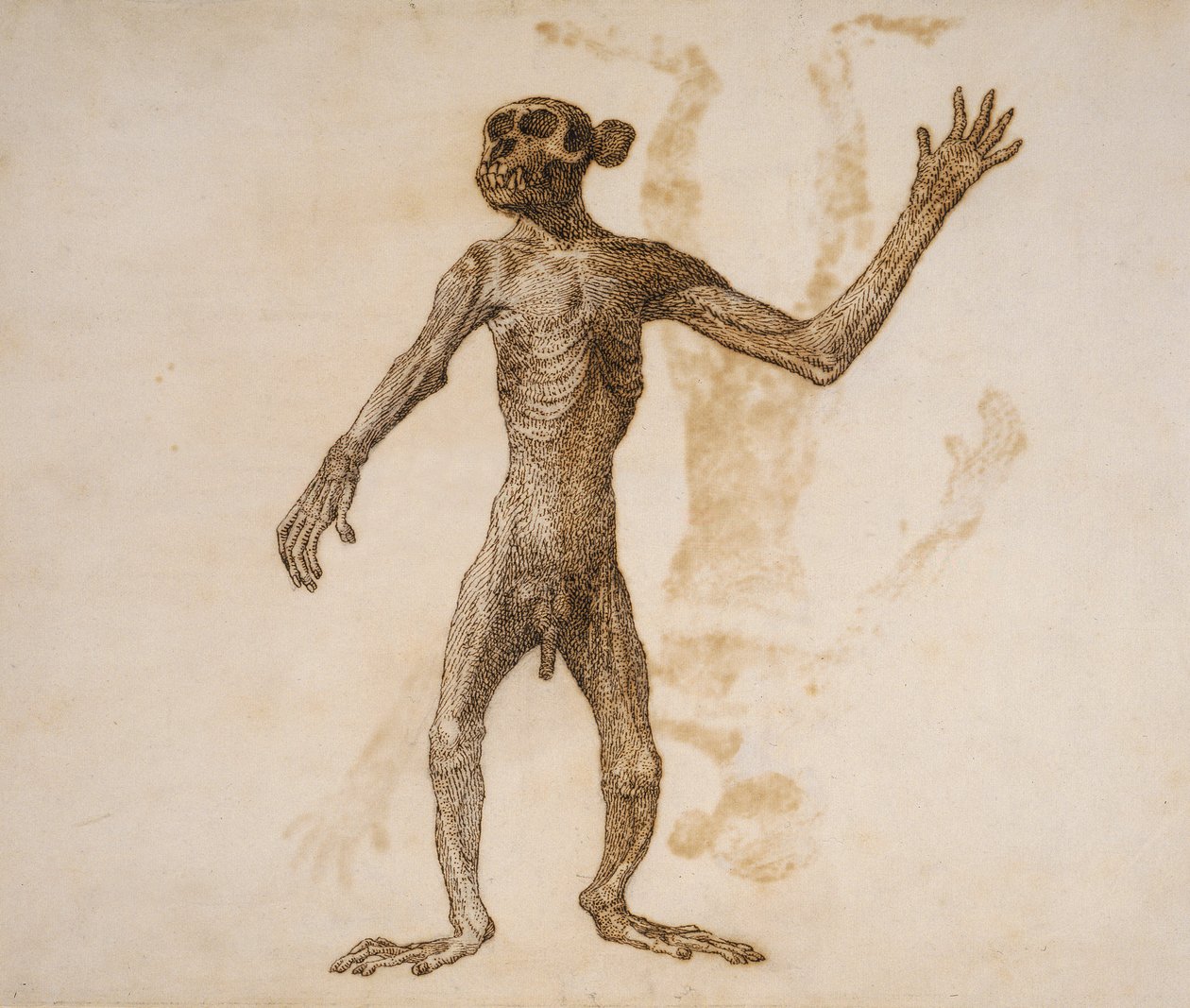 Aap staand, vooraanzicht door George Stubbs