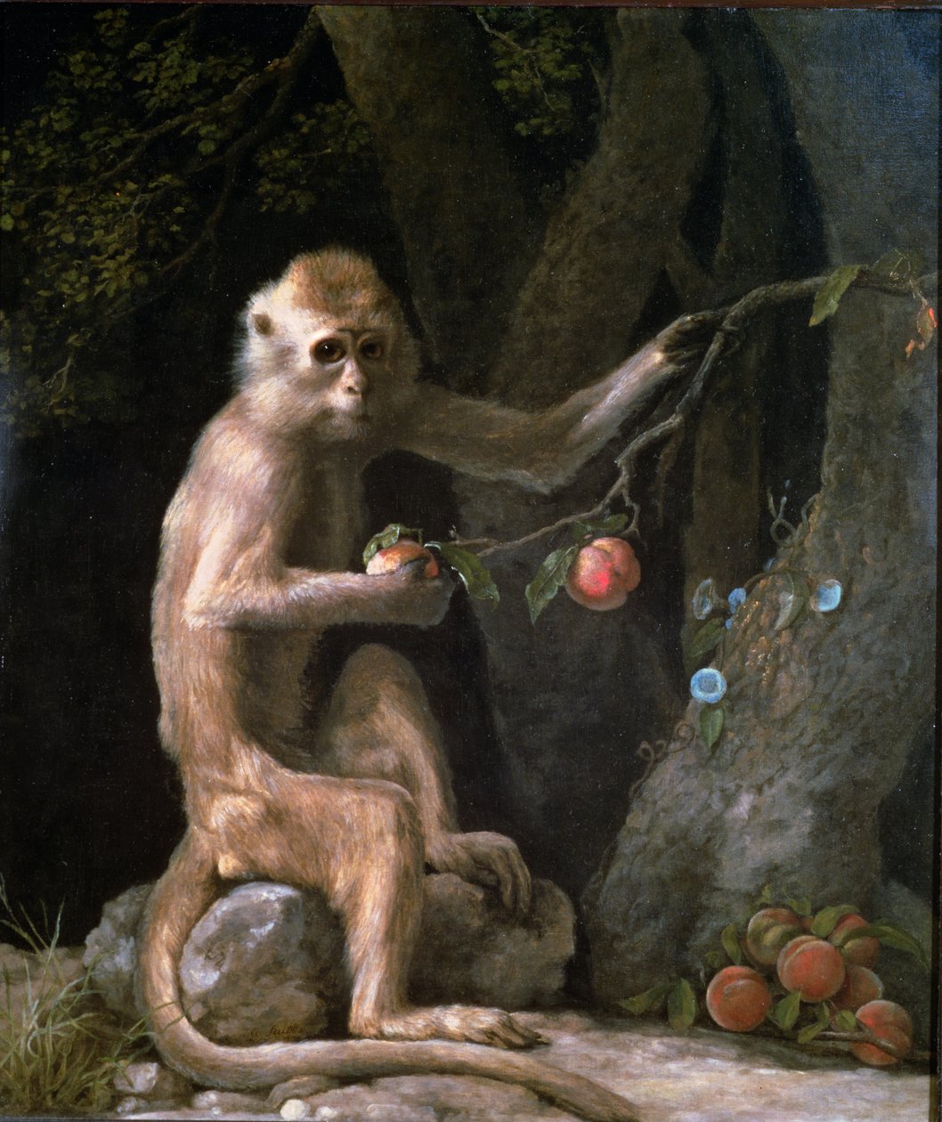 Portret van een Aap, gedateerd 1774 door George Stubbs