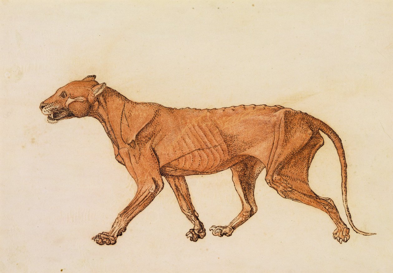 Tijger, Laterale Weergave, Huid Verwijderd, uit 