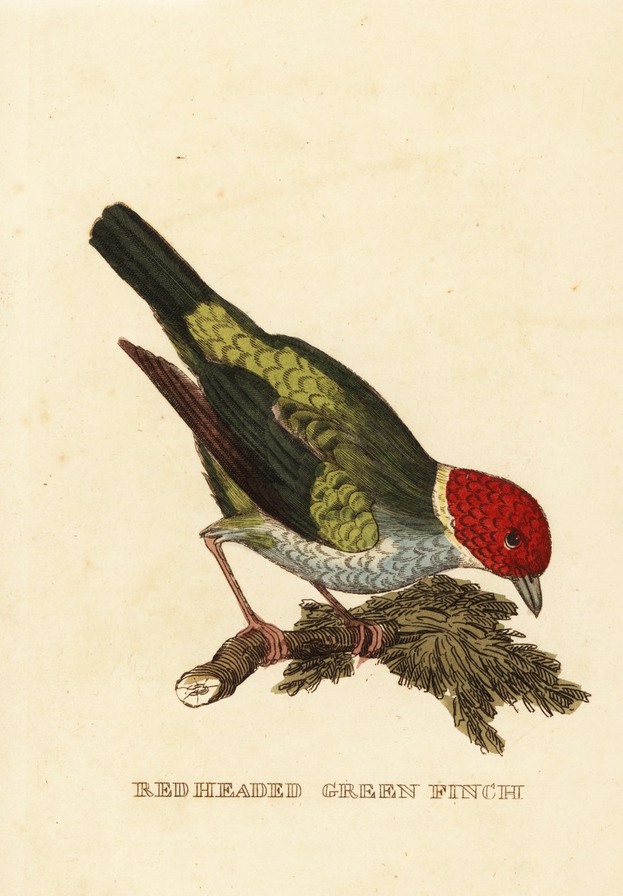 Baardman tangara, Tangara gyrola door George (after) Edwards