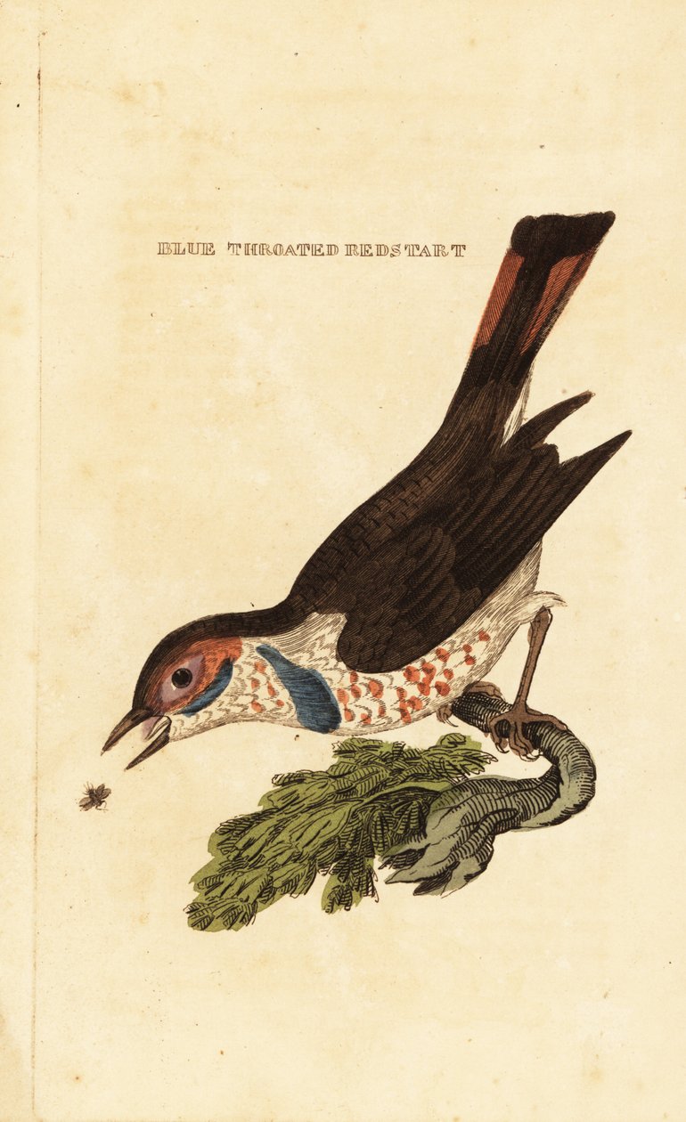 Blauwborst, Luscinia svecica door George (after) Edwards