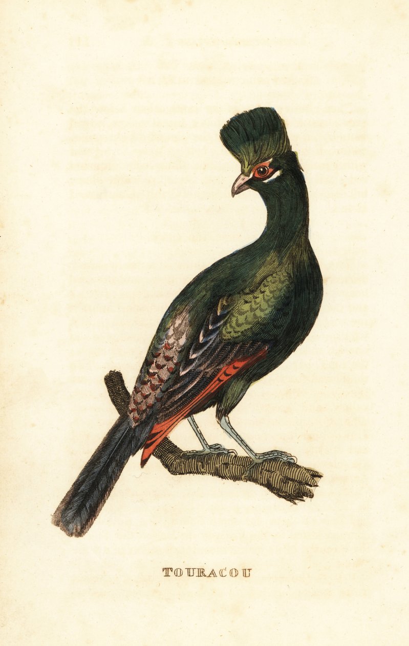 Guineese toerako of groene toerako, Tauraco persa door George (after) Edwards
