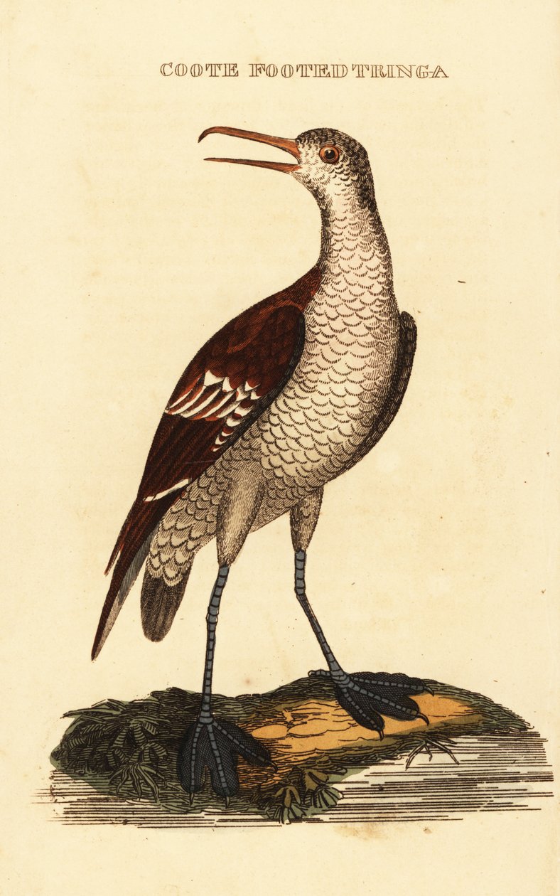 Grauwe franjepoot, Phalaropus lobatus door George (after) Edwards