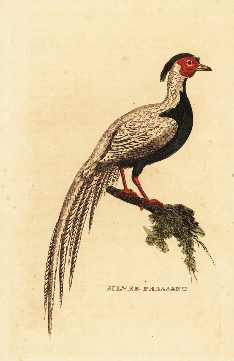 Zilverfazant, Lophura nycthemera door George (after) Edwards