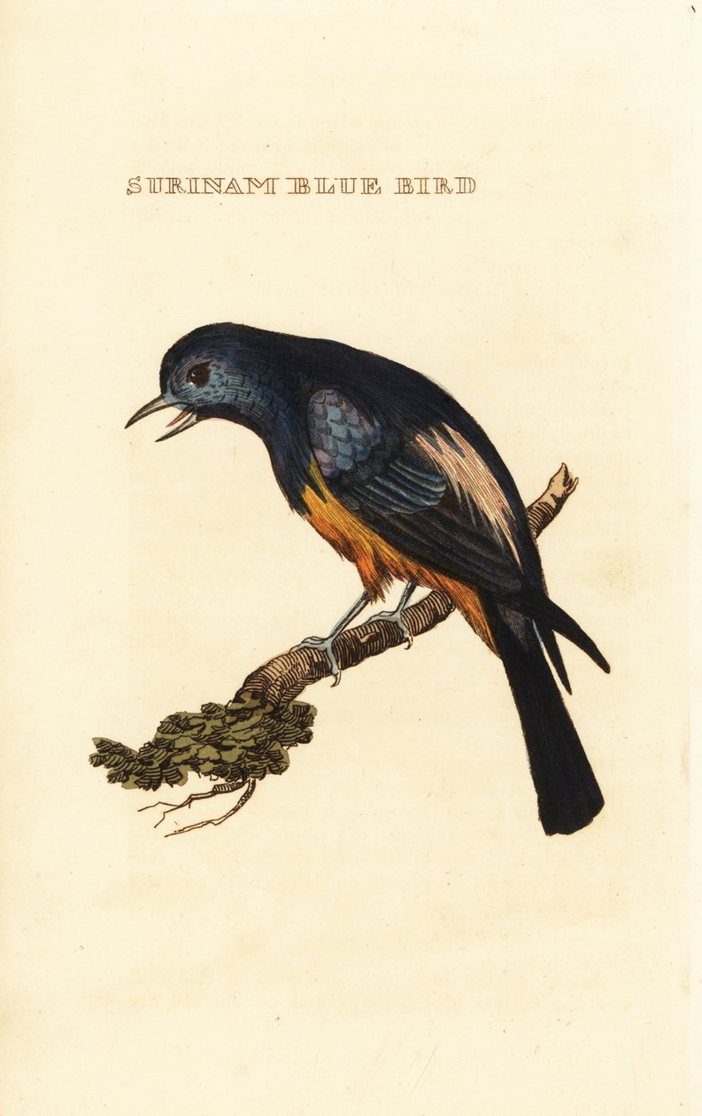 Zilverborst tangara, Tangara velia door George (after) Edwards