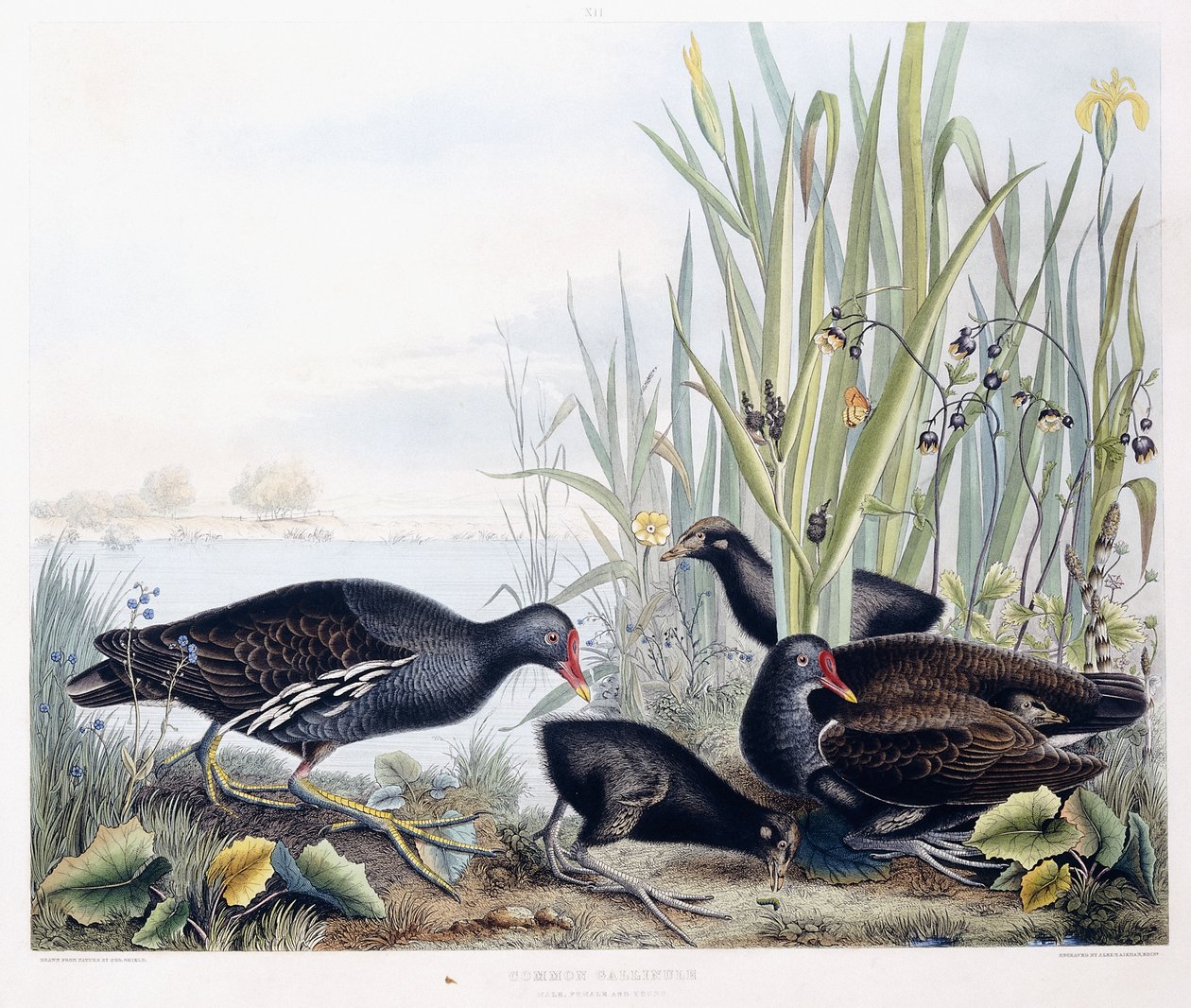 Waterhoen (Mannetje, vrouwtje en jong), c.1841 door George (after) Shield