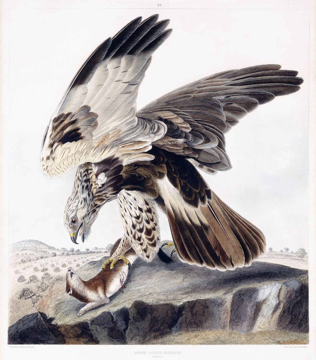 Ruigpootbuizerd (vrouwelijk), c.1841 door George (after) Shield