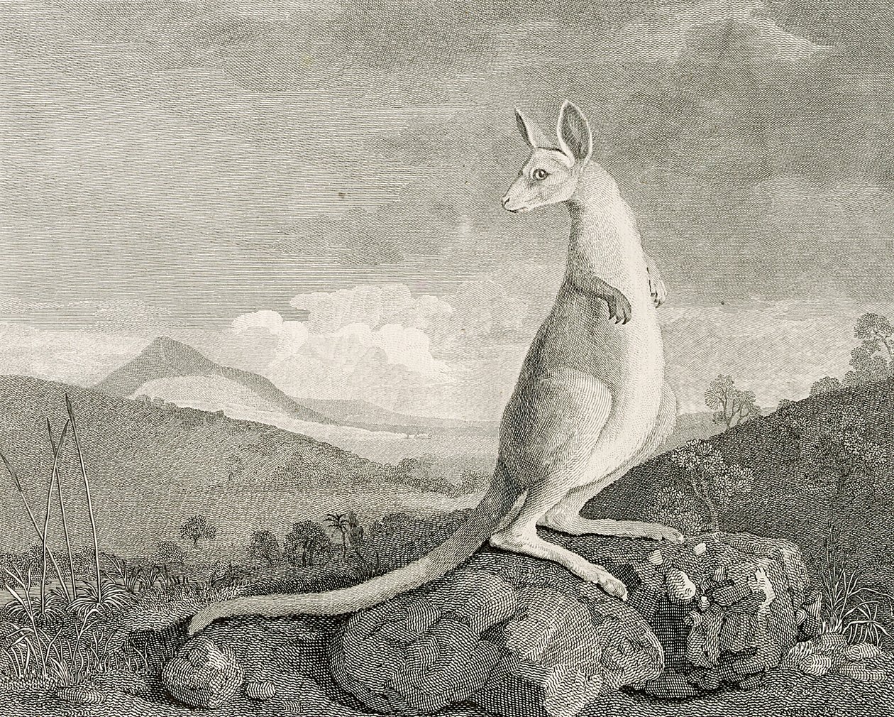 Een dier gevonden aan de kust van Nieuw-Holland, genaamd Kanguroo, c.1773 (gravure, ets) door George (after) Stubbs