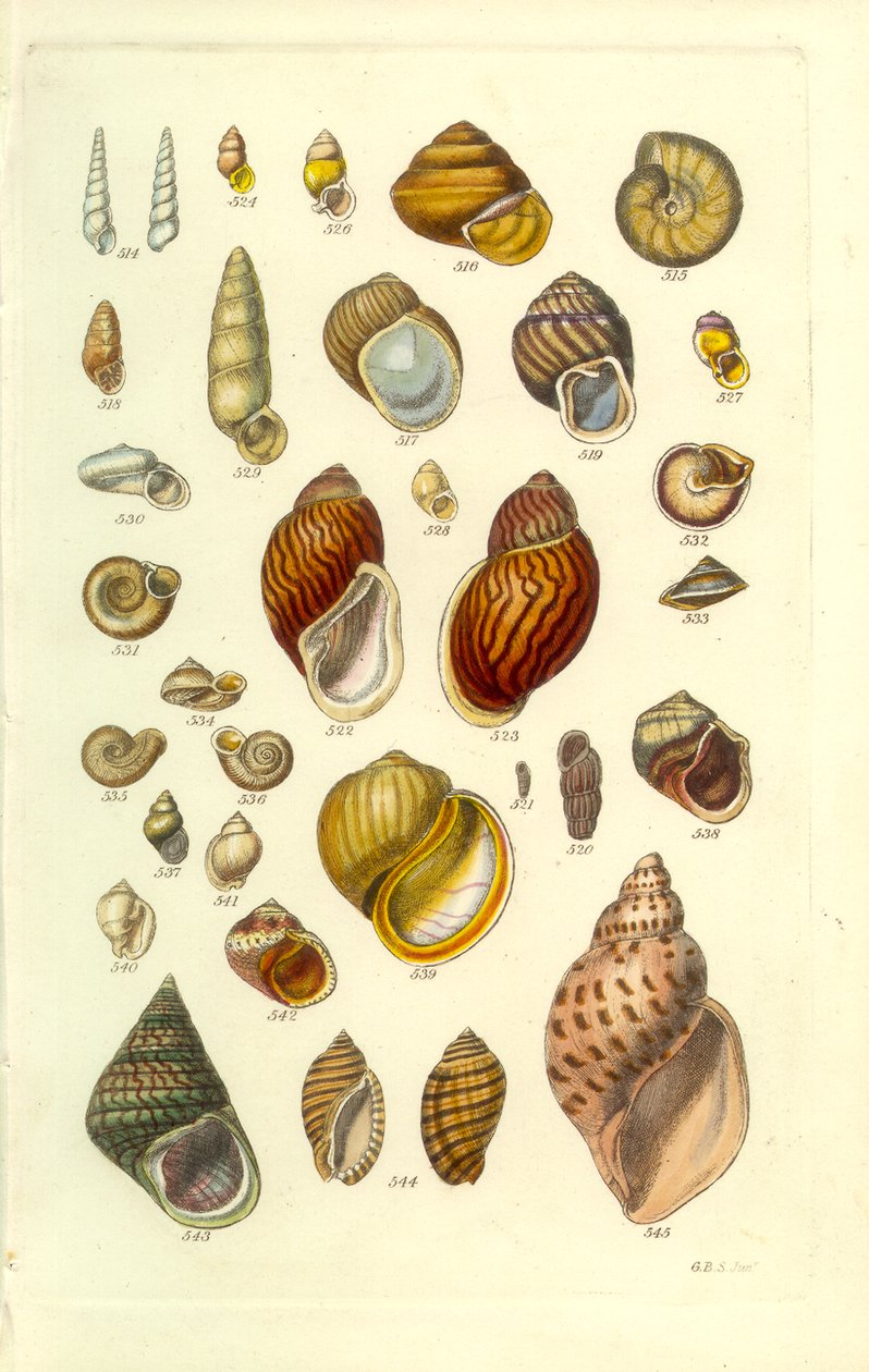 Conchologische handleiding plaat 25. Kleurrijke landschelpen door George B. Sowerby