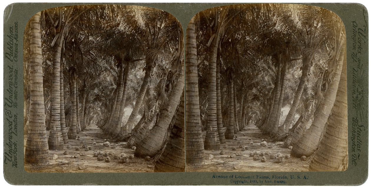Laan van kokospalmen, Florida, VS, 1891 door George Barker