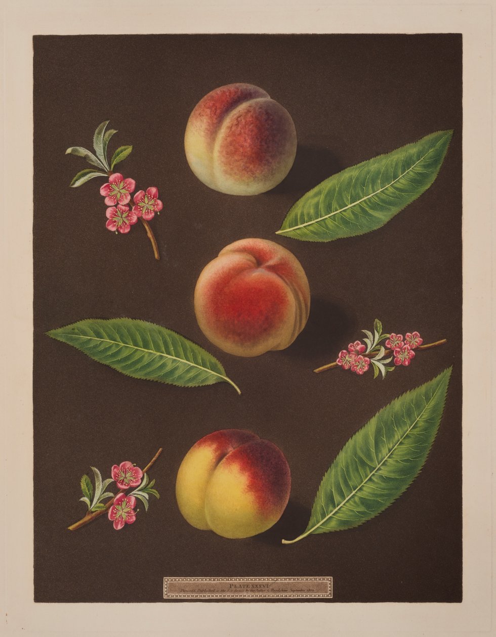 Kanselier, Catherine en de Oude Newington perziken door George Brookshaw