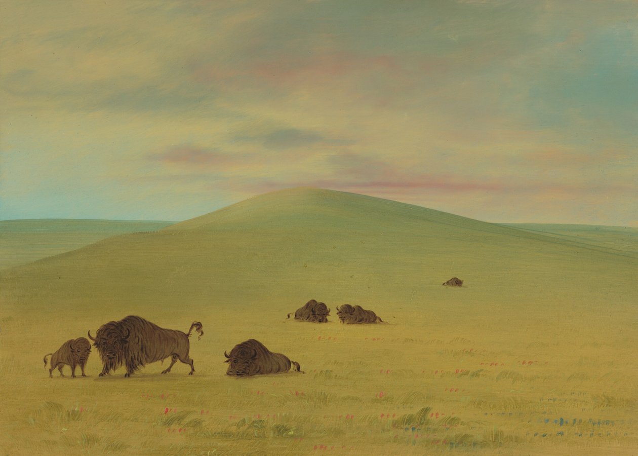 Amerikaanse weiden - Prairies van de Platte door George Catlin