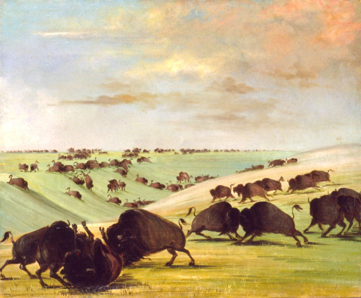 Buffalo Bulls vechten in hardloopseizoen, Upper Missouri door George Catlin