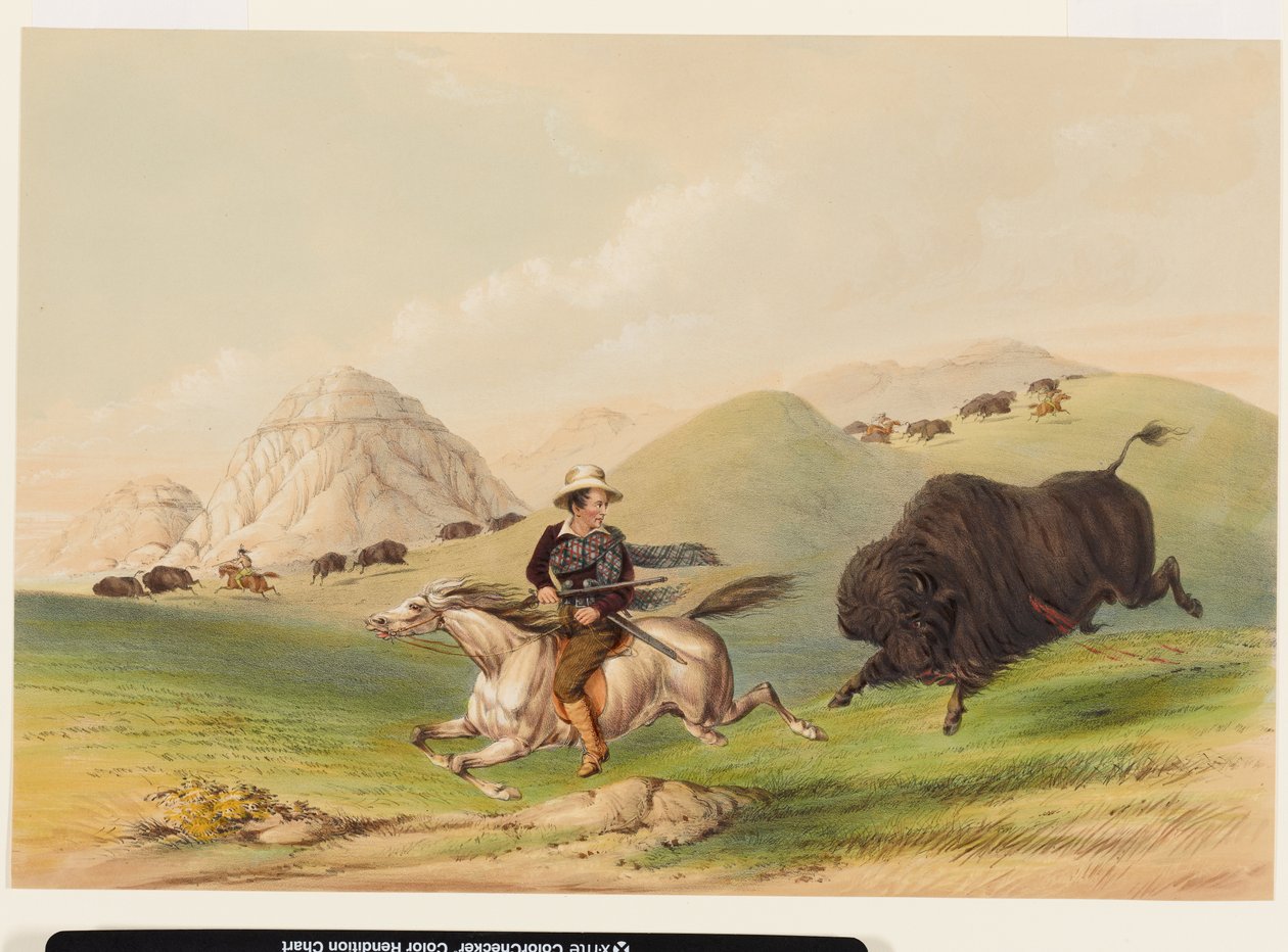 Bizonsjacht, terugdrijven door George Catlin