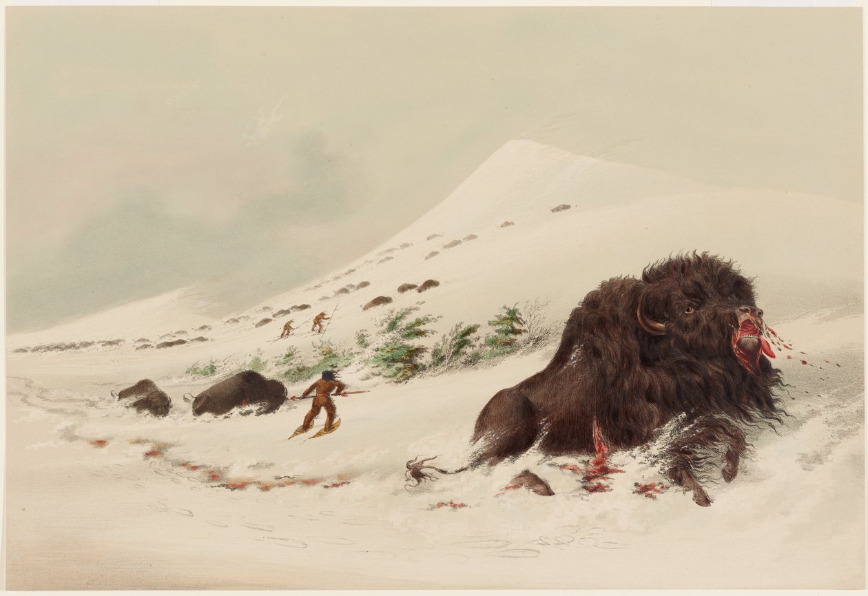 Buffeljacht, stervende buffelstier in een sneeuwduin door George Catlin