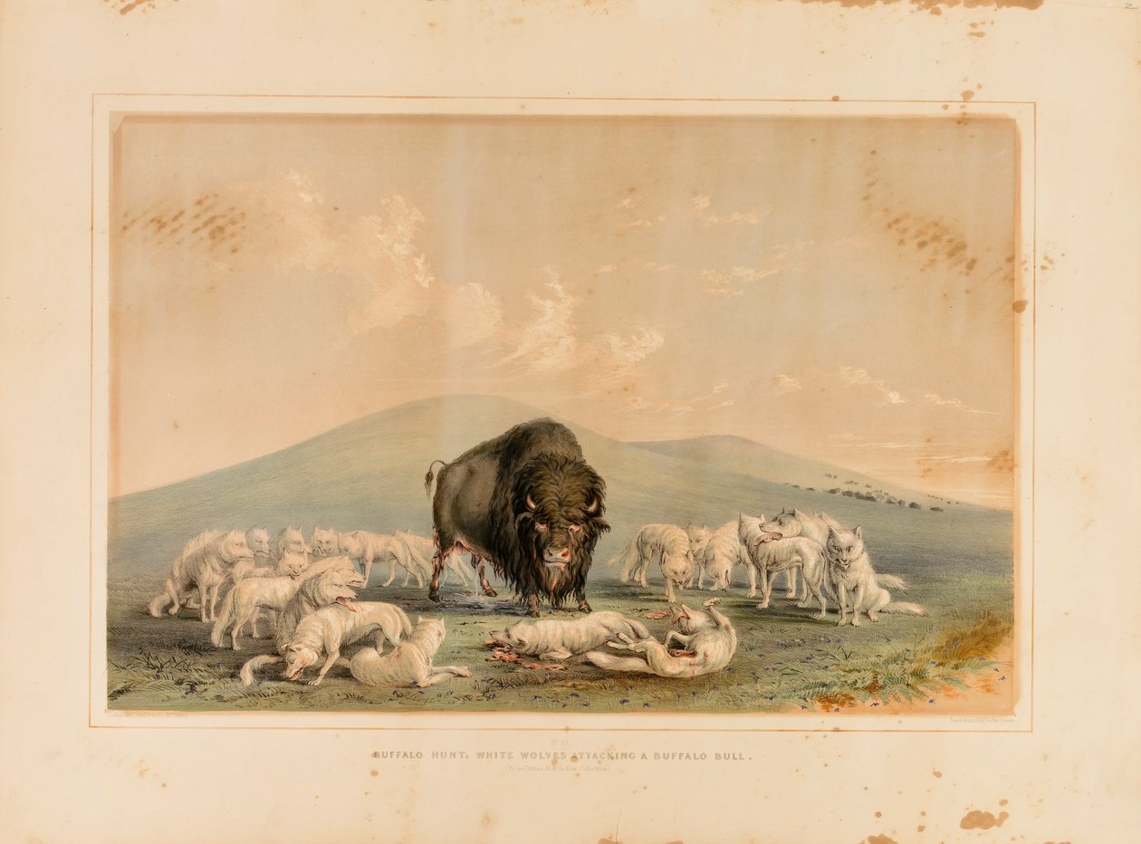 Buffeljacht, witte wolven vallen een buffelstier aan - nr. 10 door George Catlin