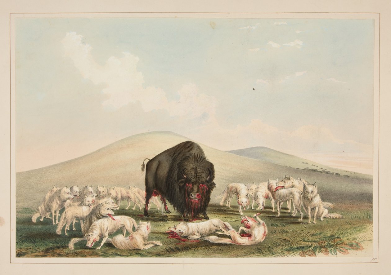 Buffalojacht, witte wolven vallen een buffelstier aan, plaat 10 uit het Portfolio van Noord-Amerikaanse indianen door George Catlin