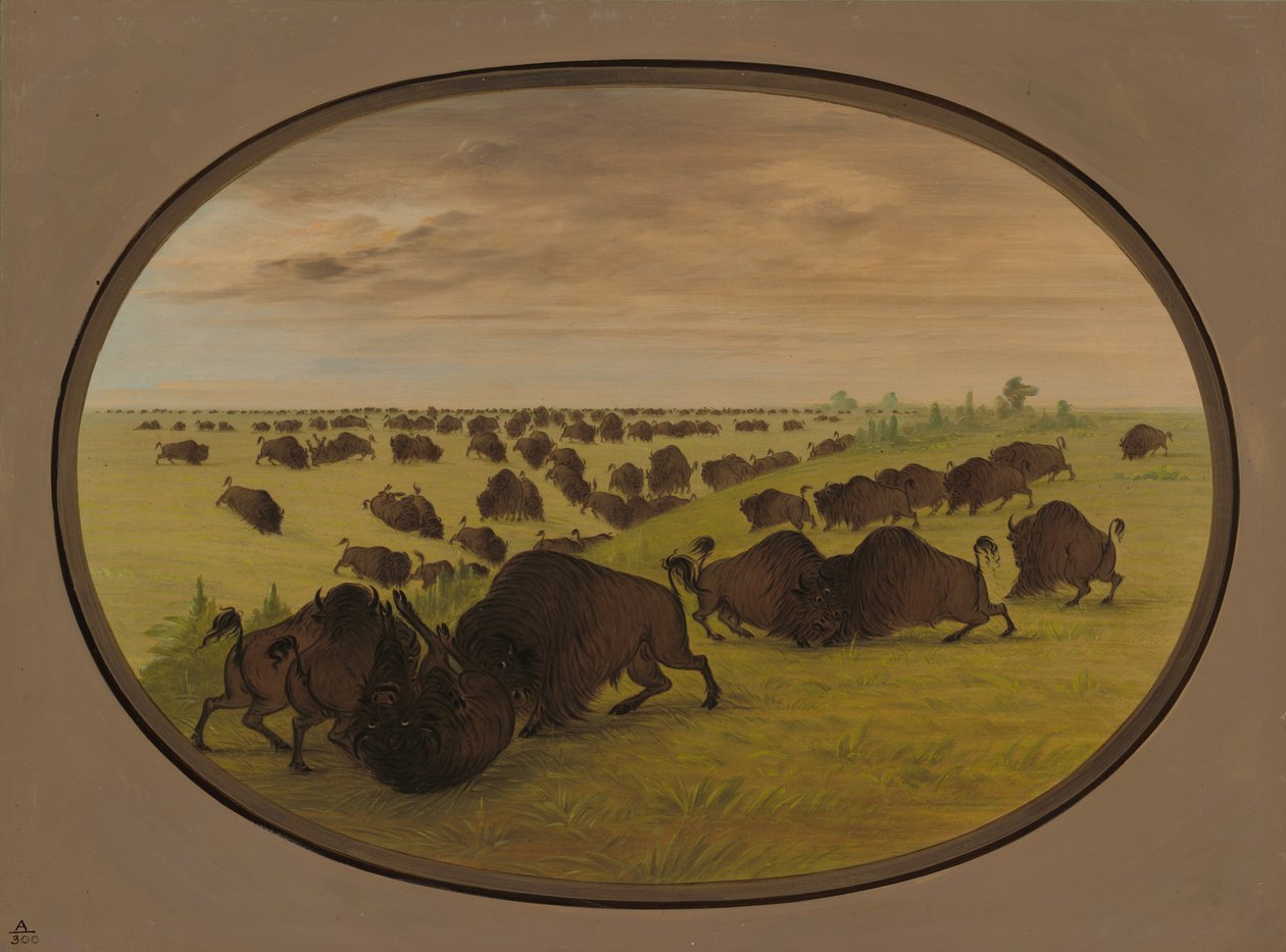 Stierengevecht, 1861-1869 door George Catlin