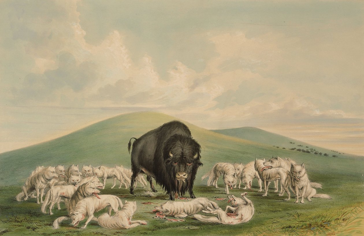Witte wolven vallen een bizonstier aan door George Catlin