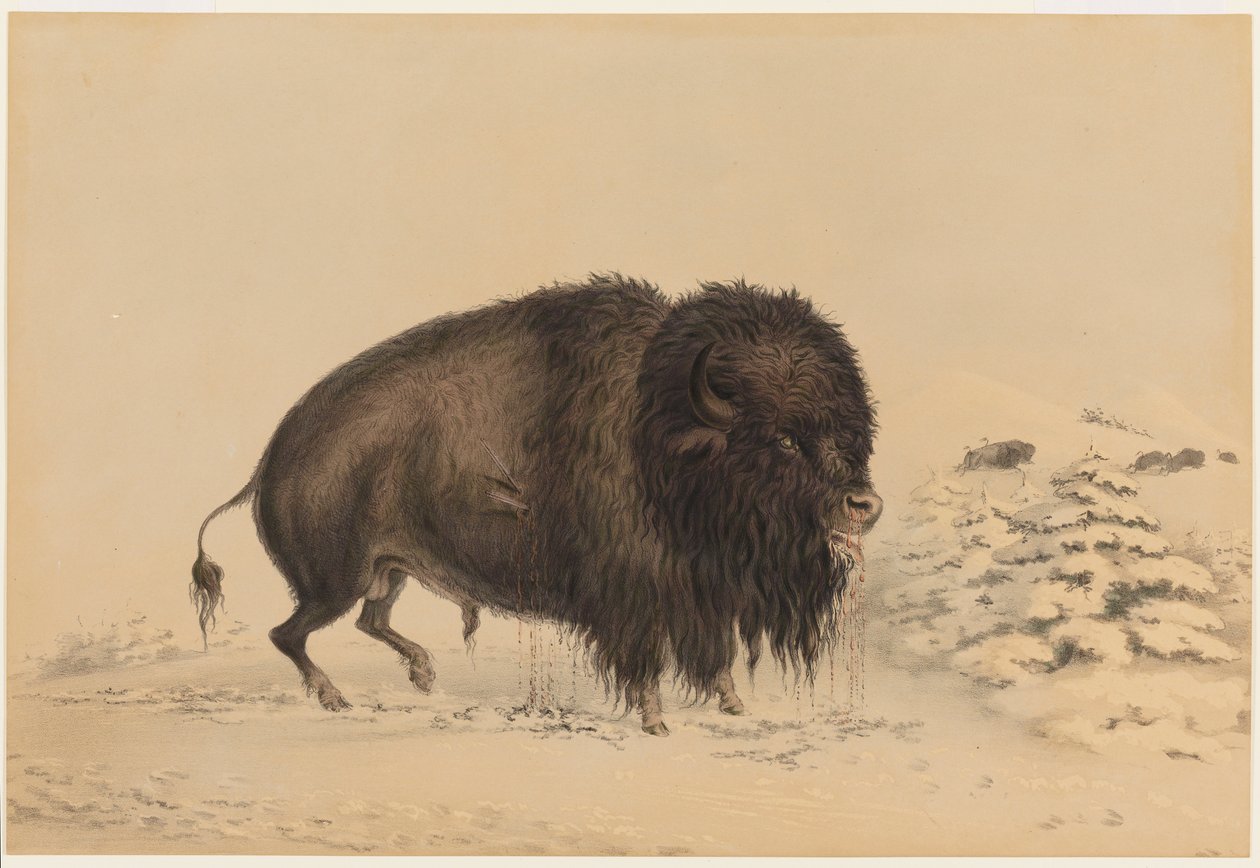 Gewonde bizonstier door George Catlin
