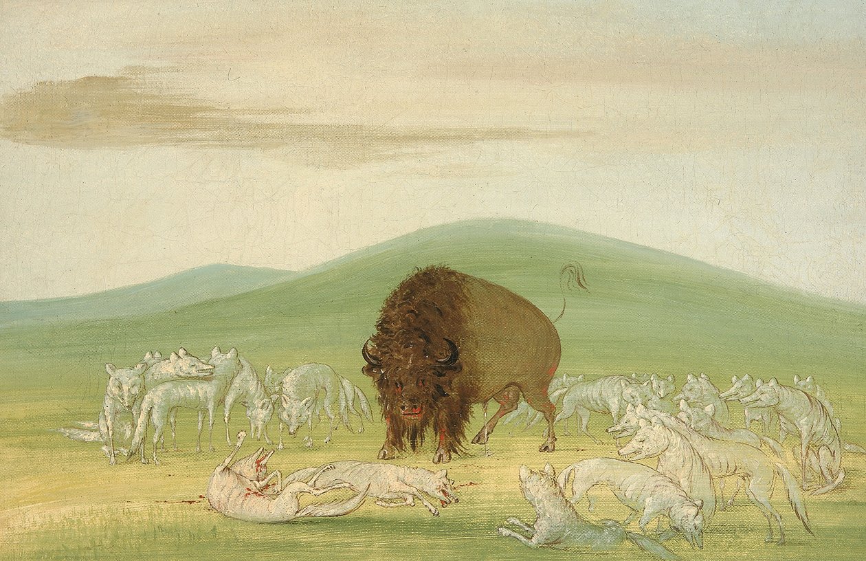 Gewonde buffelstier omringd door witte wolven door George Catlin