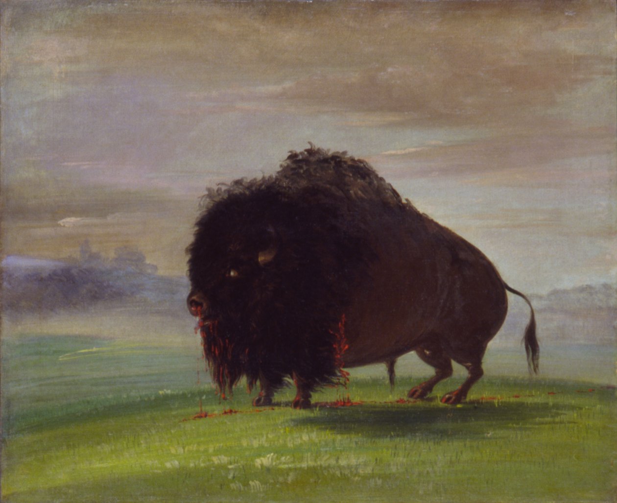Gewonde Buffel, Zijn Bloed over de Prairies Strooiend door George Catlin