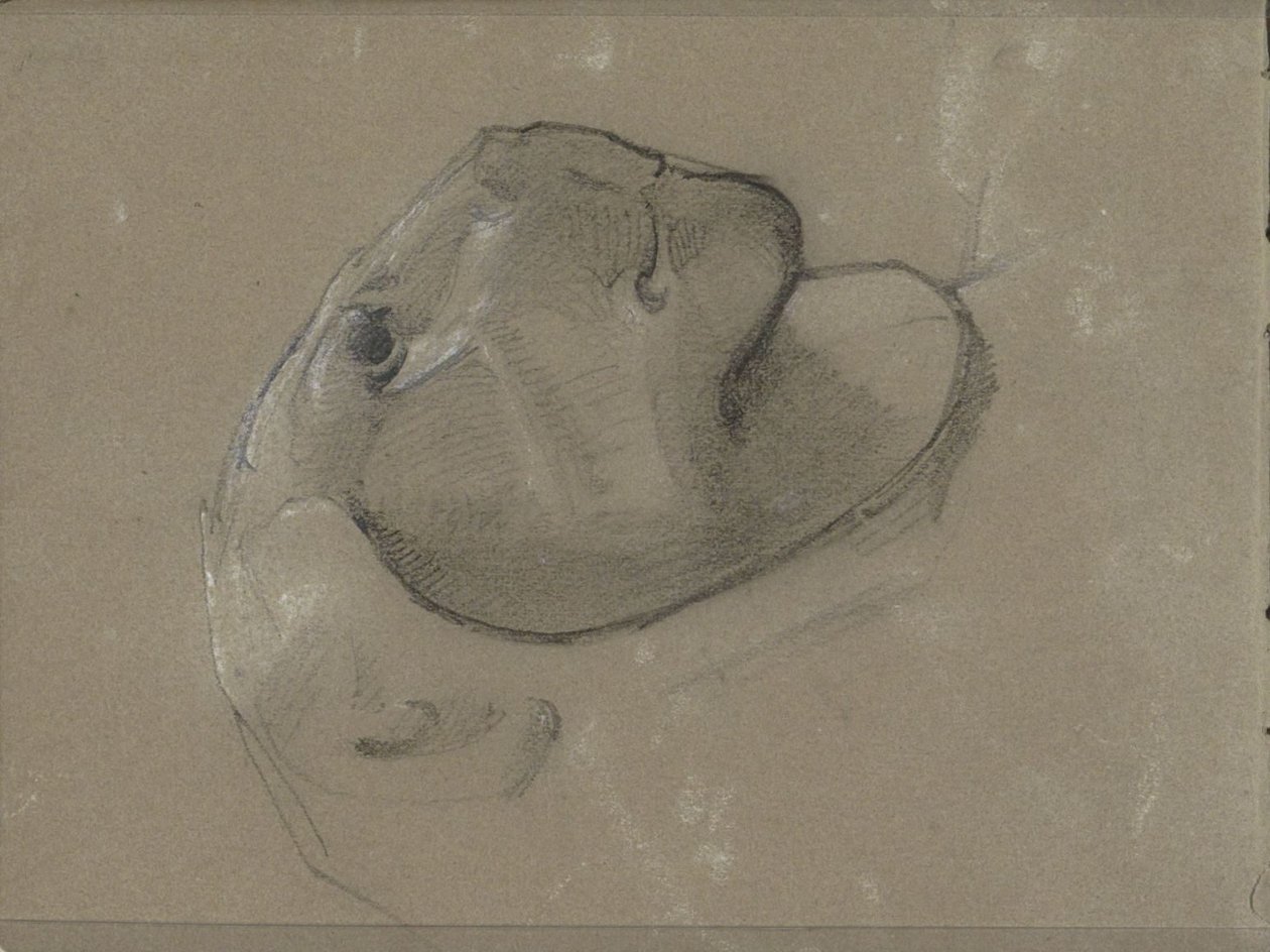 Leeuwenkop, vermoedelijk naar een beeldhouwwerk door George Clausen