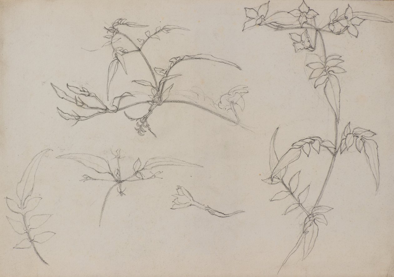 Botanisch tekenen door George Dutch Davidson