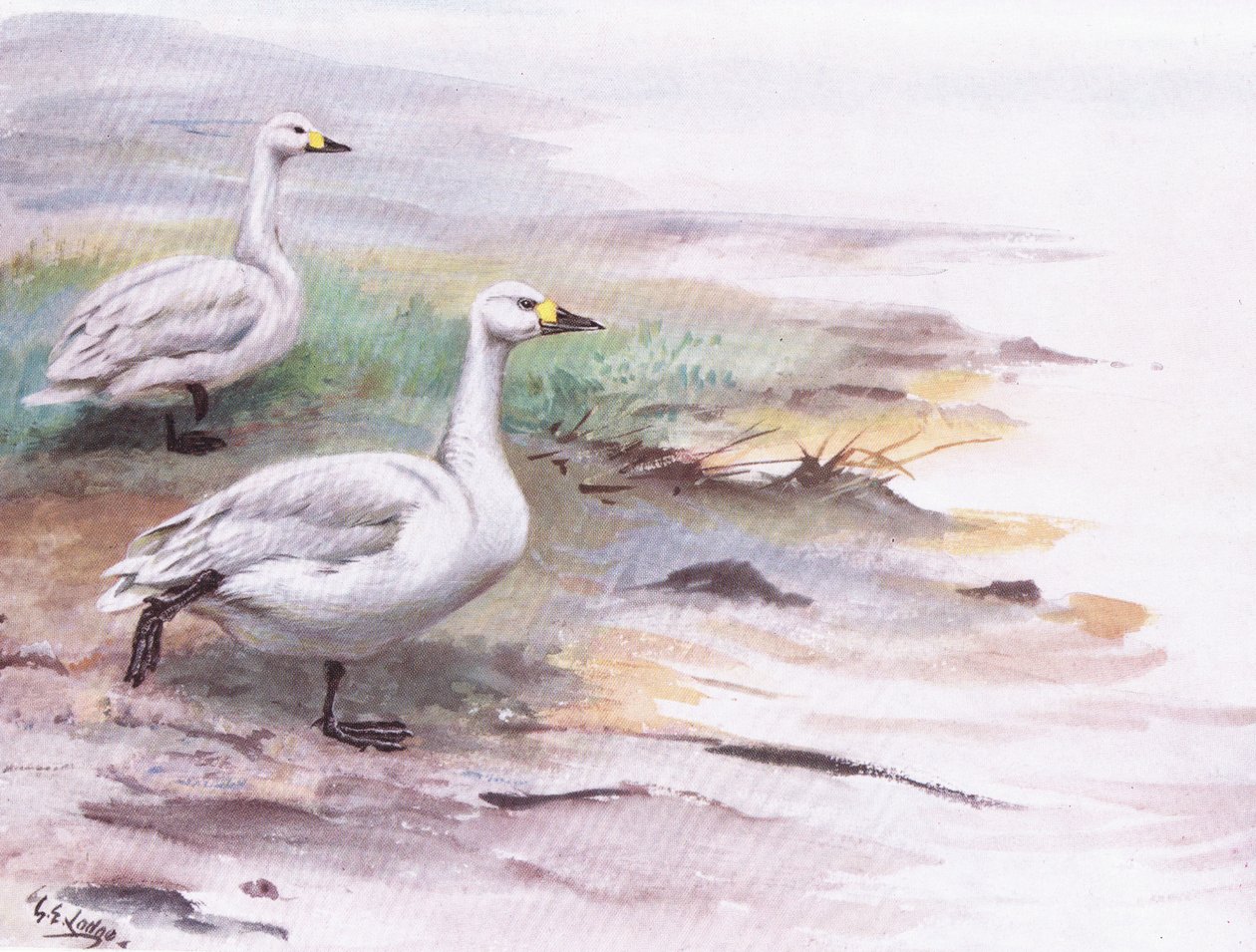 Zwaan van Bewick (litho) door George Edward Lodge