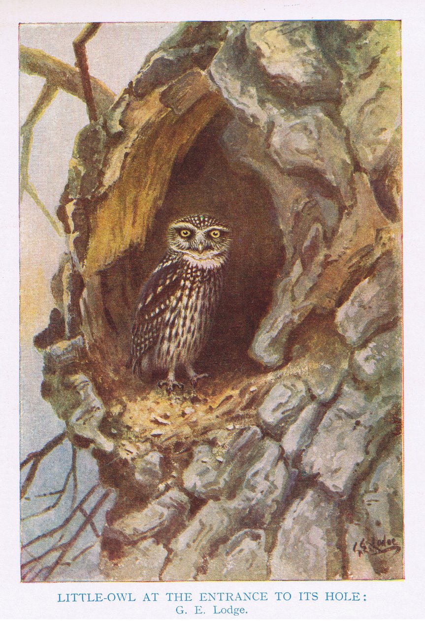 Steenuil bij nestholte, illustratie uit 
