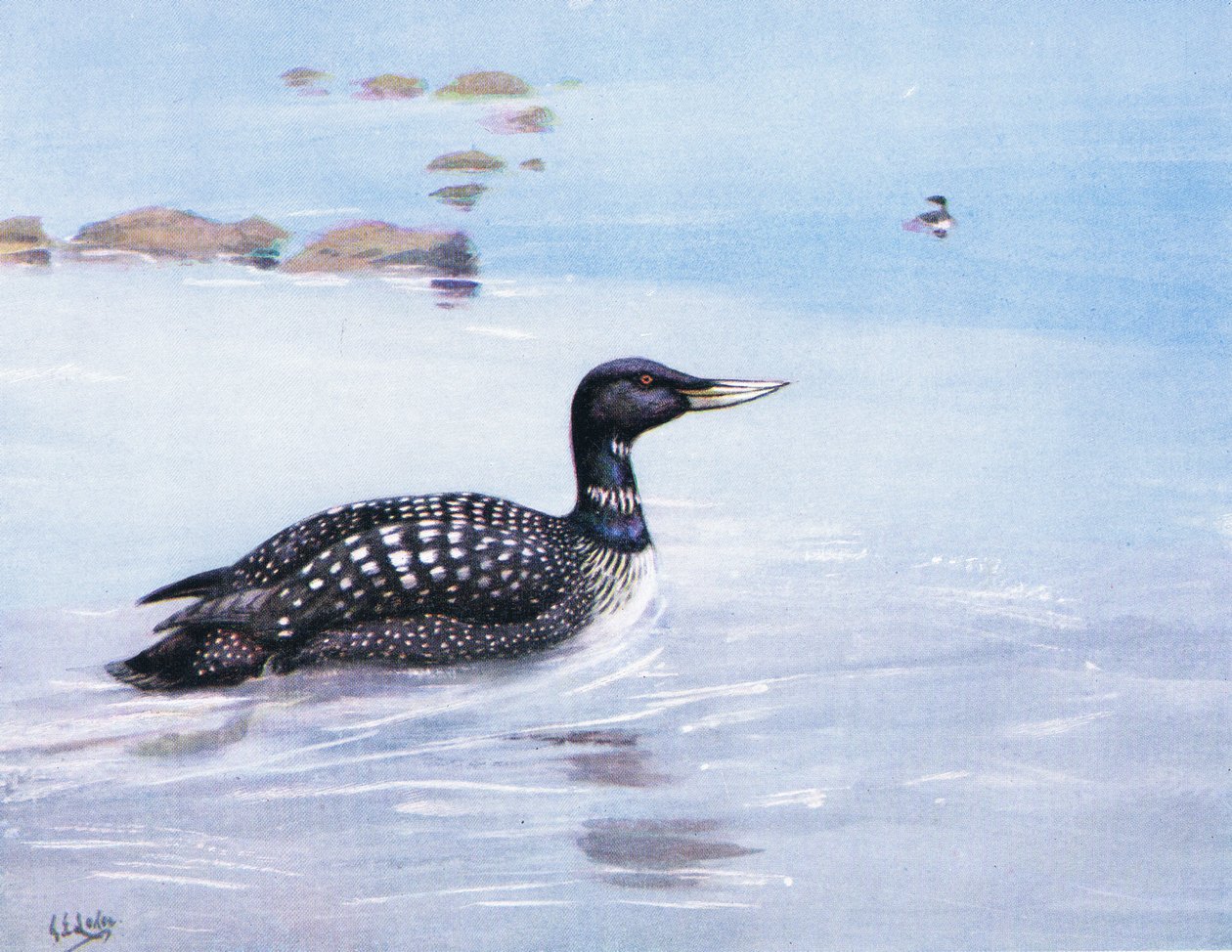 Witsnavelkopduiker (litho) door George Edward Lodge