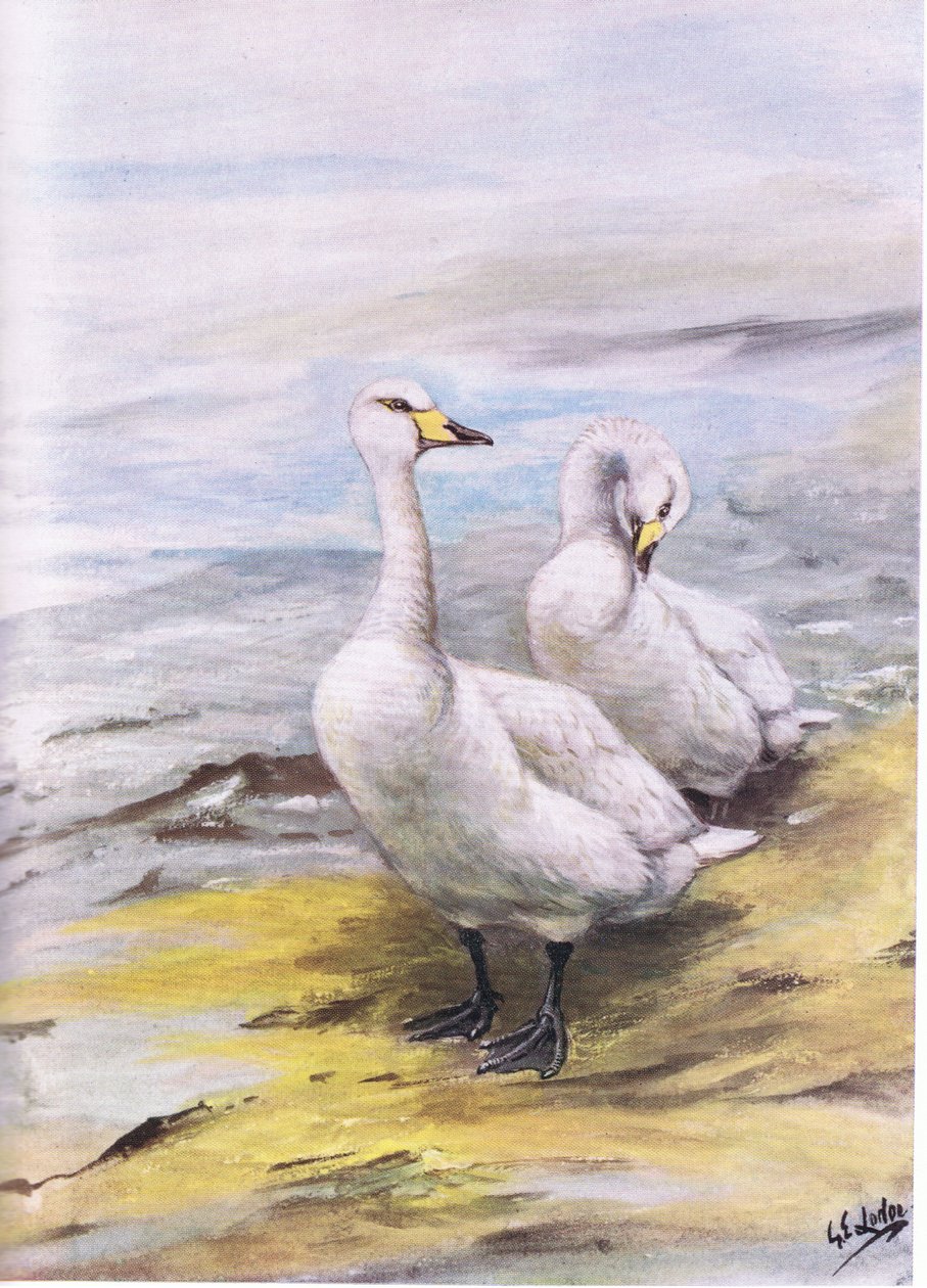 Wilde zwaan (litho) door George Edward Lodge