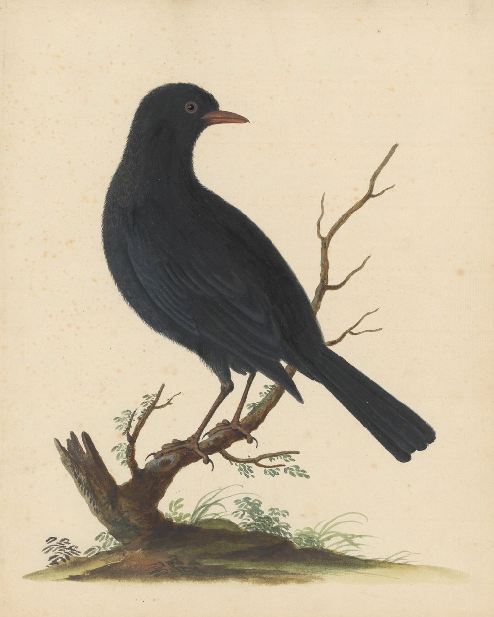 [Zwarte vogel] door George Edwards