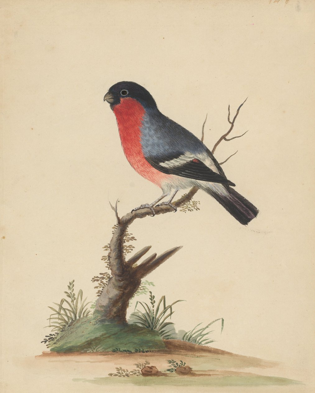 [Roodborstige vogel] door George Edwards