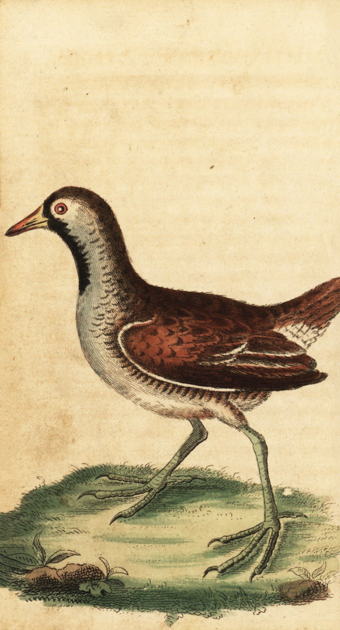 Sora, Porzana carolina.,1800 door George Edwards